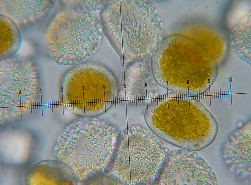 Puccinia 2 su Clematis vitalba